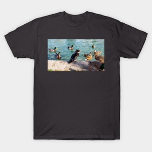 Angry Wood Duck Standing Next To A Pond With a Mallard Duck Flock T-Shirt